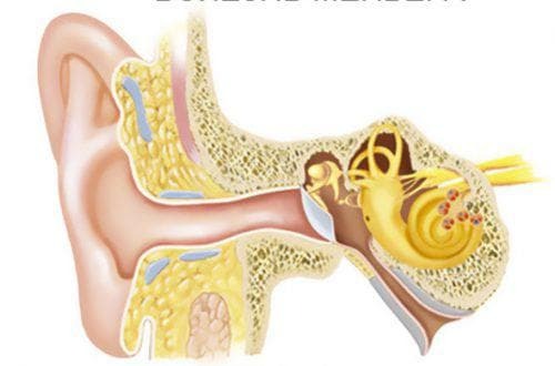 Iekšējās auss slimību cēloņi un simptomi
