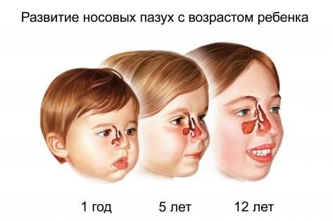 desenvolvimento de seios maxilares em crianças