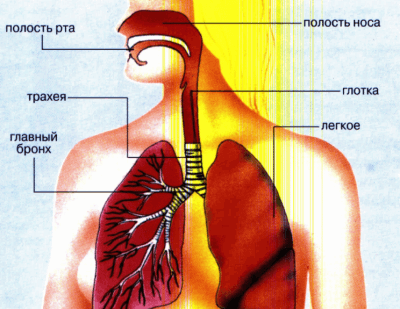 Akutni bronhitis